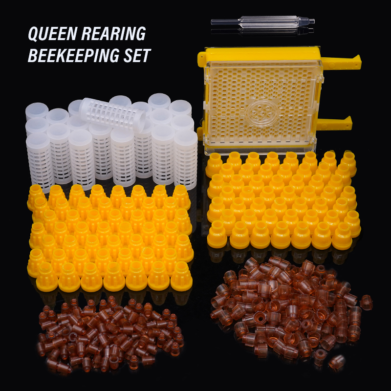 Begonia Rex - Germany Jenter Queen Rearing Kit Nicot