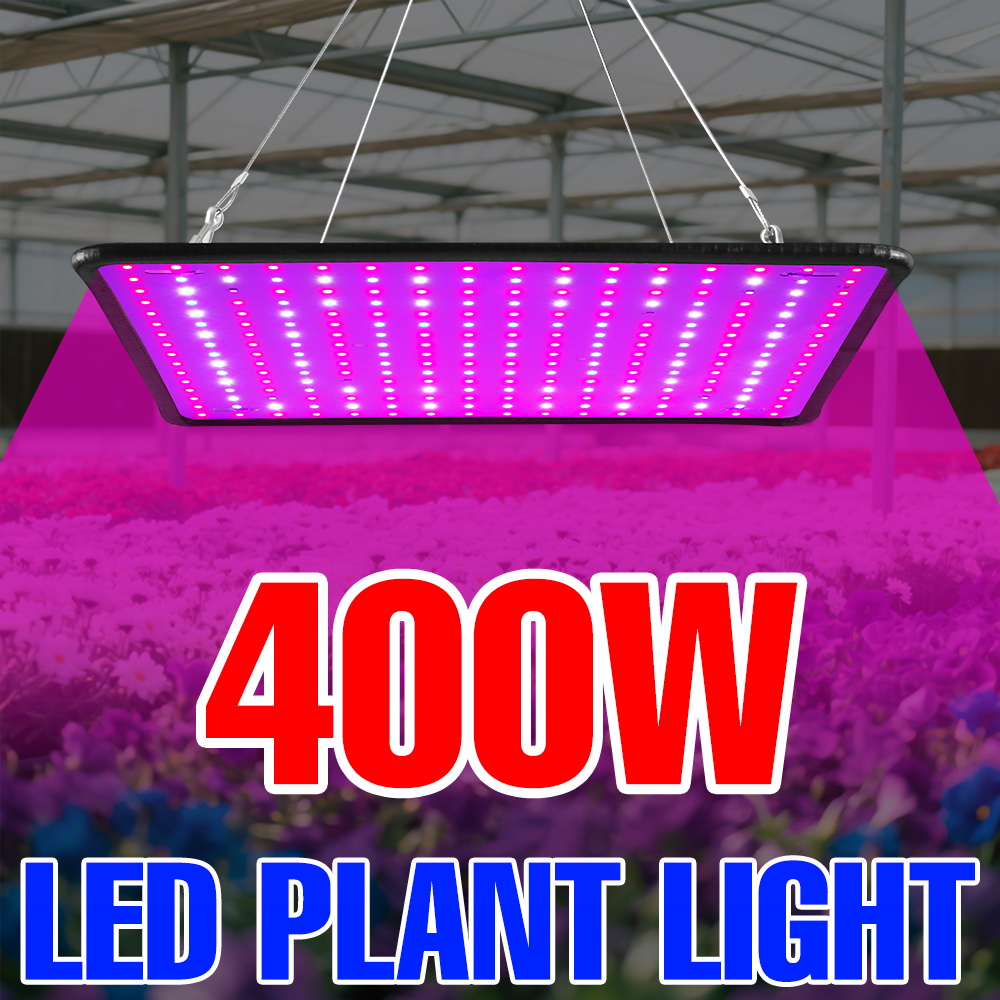 400W LED Grow Light Full Spect - Echeveria Succulent incelemesi ve fiyatı