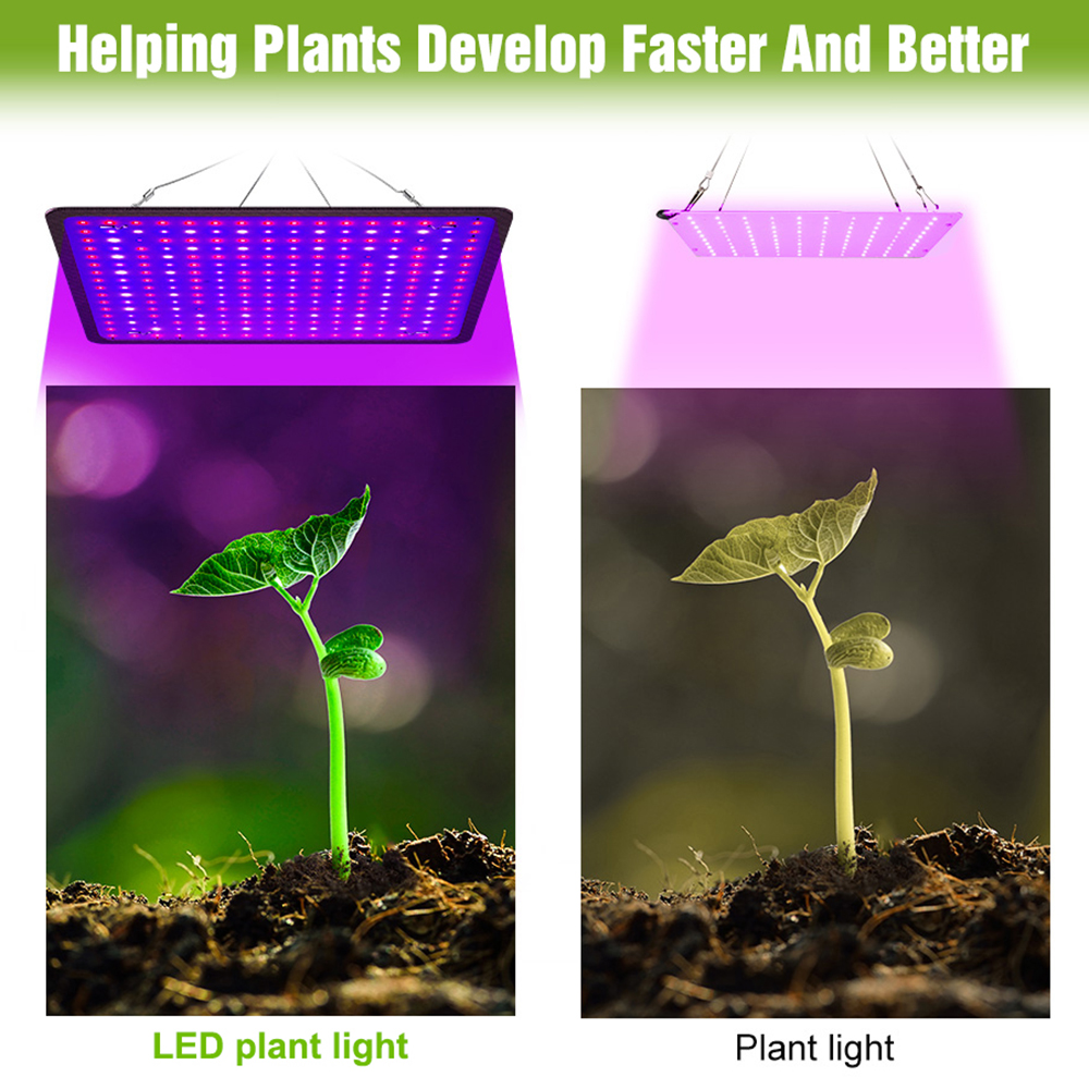 400W LED Grow Light Full Spect - Echeveria Succulent incelemesi ve fiyatı