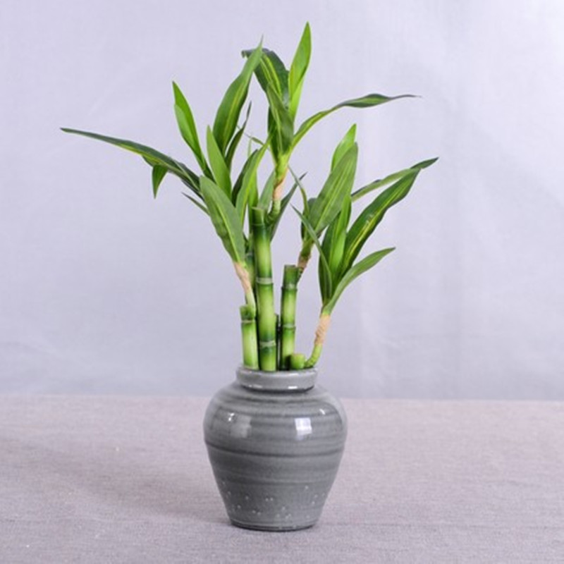 New 40cm rFtificial Lucky Bamb - Echeveria Succulent incelemesi ve fiyatı