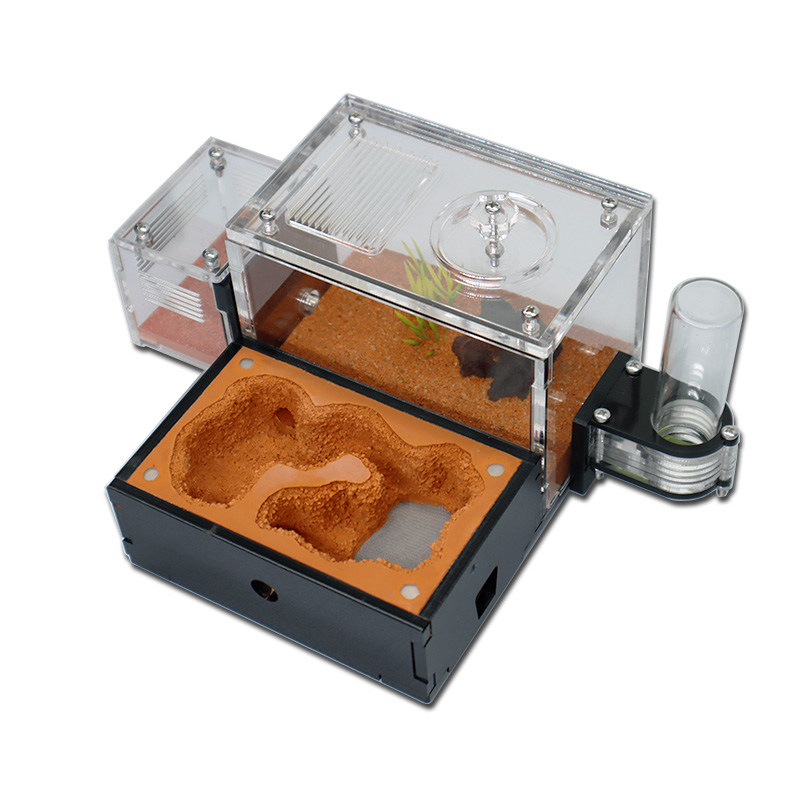 Yellow Soil Ant Farm with Exte - Begonia Rex incelemesi ve fiyatı