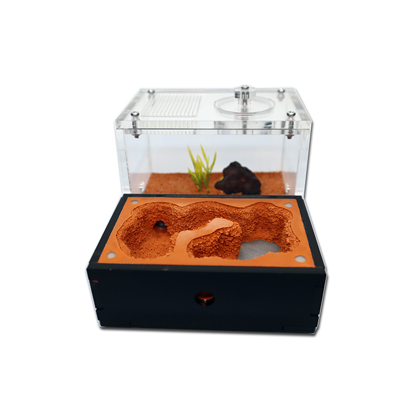 Yellow Soil Ant Farm with Exte - Begonia Rex incelemesi ve fiyatı
