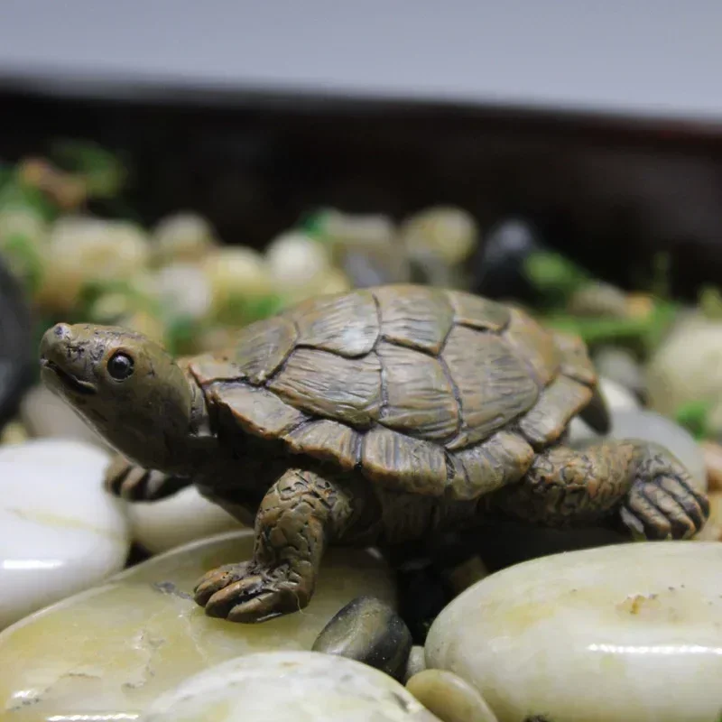 Simulation of Small Turtle Res - Echeveria Succulent incelemesi ve fiyatı