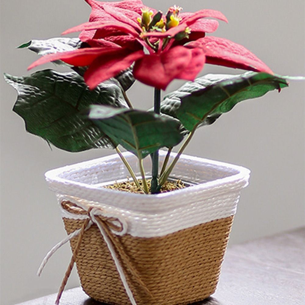 Paper Rope Braided Braided Flo - Aloe Vera Pot incelemesi ve fiyatı
