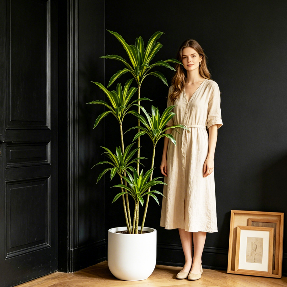 80-165cm Large Artifcial Draca - Dracaena Marginata incelemesi ve fiyatı