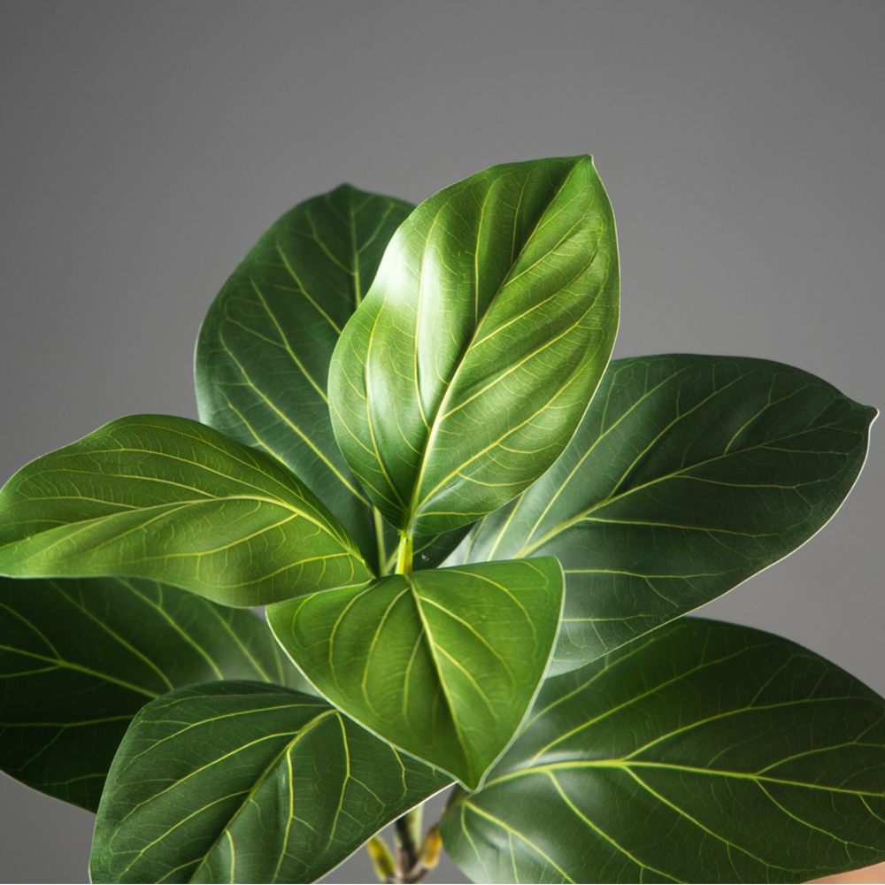 70-130cm Large Artificial Bany - Ficus Lyrata Tree incelemesi ve fiyatı