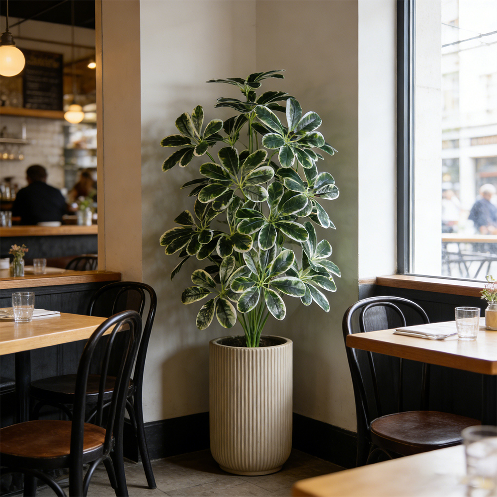 50-75cm Artifficial Maranta Pl - Dracaena Marginata incelemesi ve fiyatı