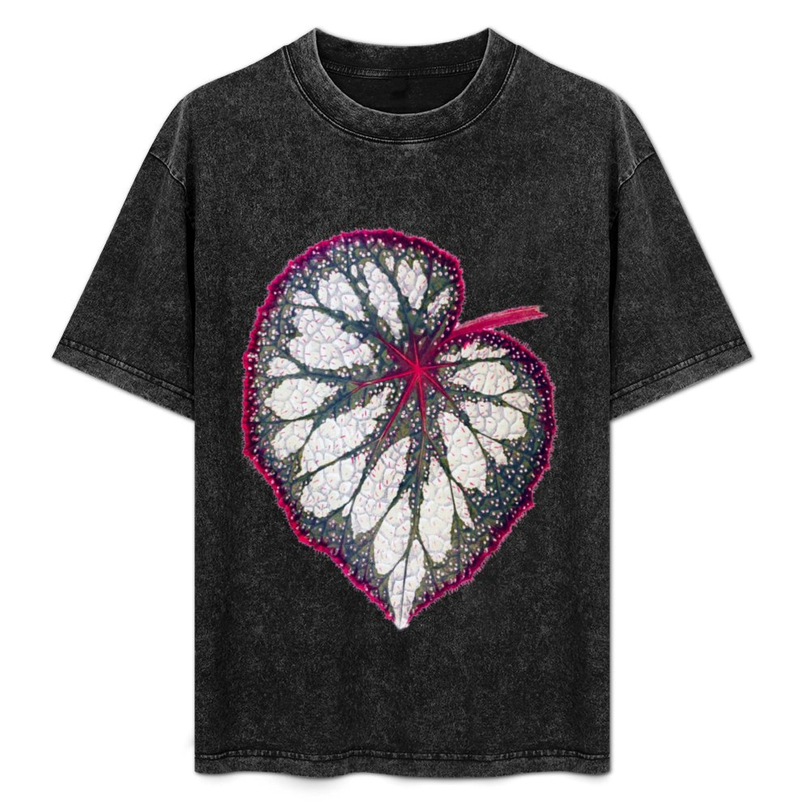 Begonia rex T-Shirt Holiday Si - Begonia Rex incelemesi ve fiyatı