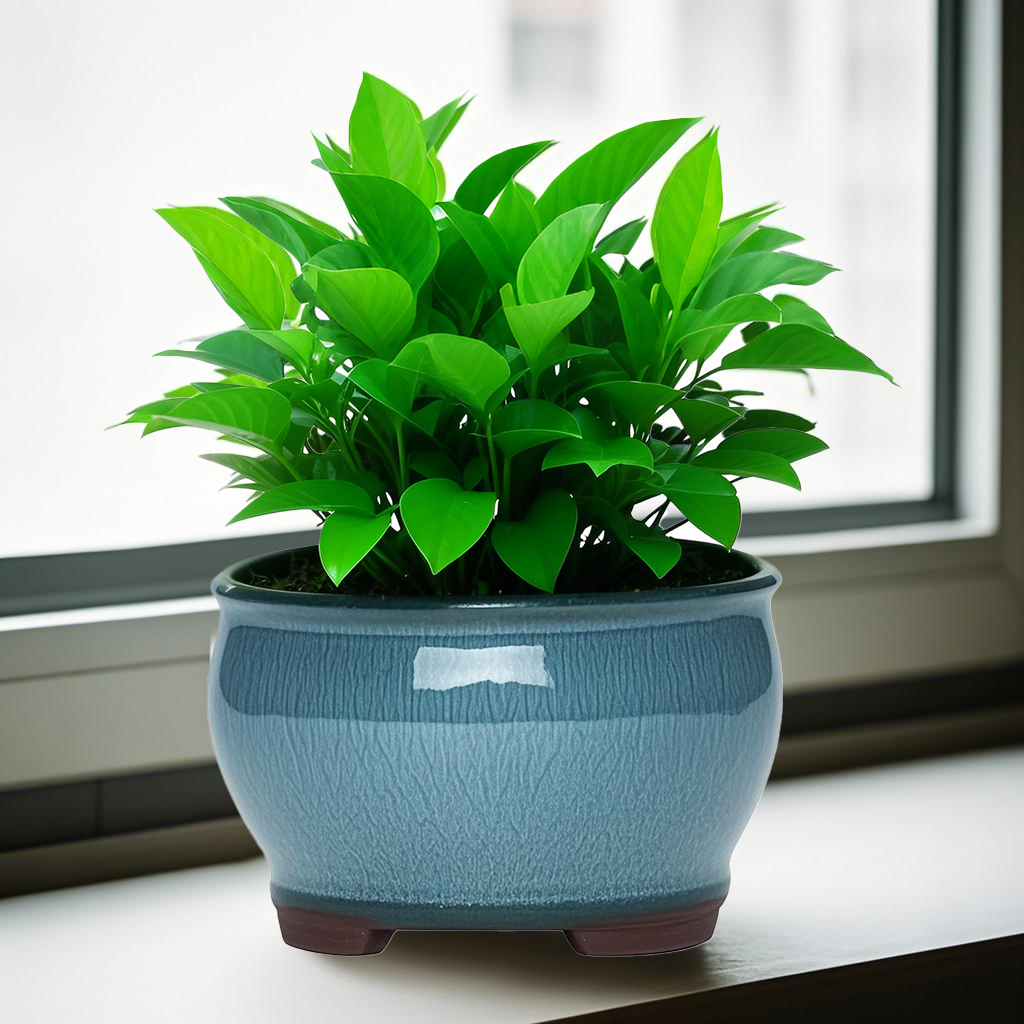 Ceramic Garden Planter Pots Ce - Aloe Vera Pot incelemesi ve fiyatı