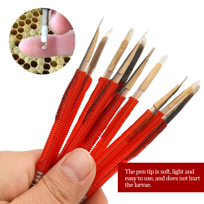 5/10Pcs Beekeeping Grafting To - Begonia Rex incelemesi ve fiyatı
