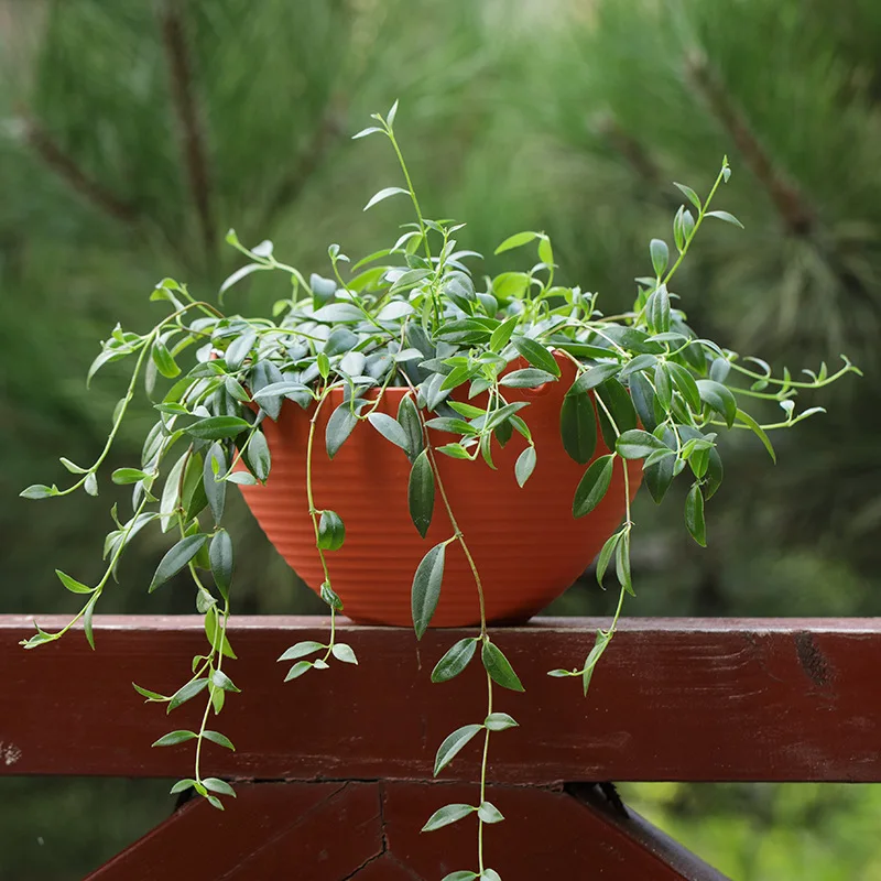 Plastic hanging basket flower  - Spider Plant Hanging incelemesi ve fiyatı