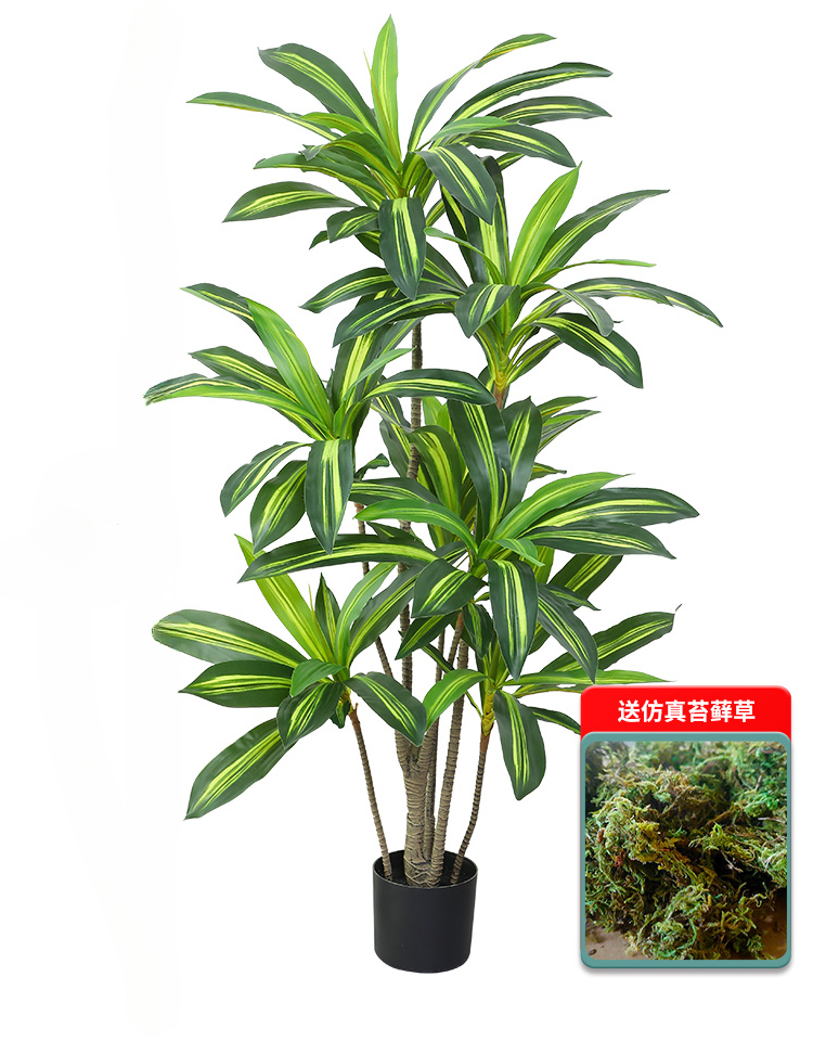 Nordic Wind Large Simulation P - Dracaena Marginata incelemesi ve fiyatı