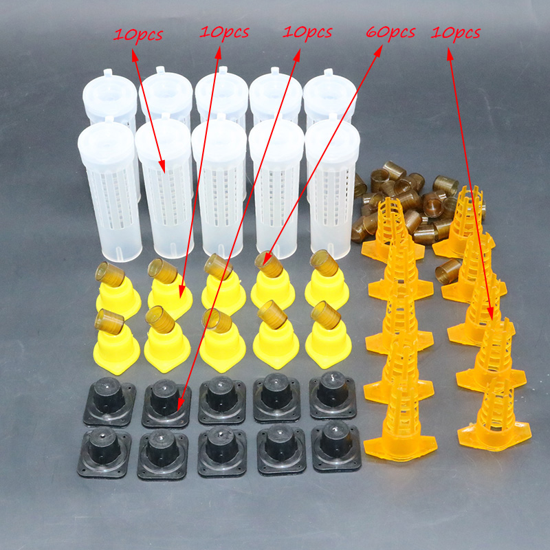 Complete bee queen king rearin - Begonia Rex incelemesi ve fiyatı